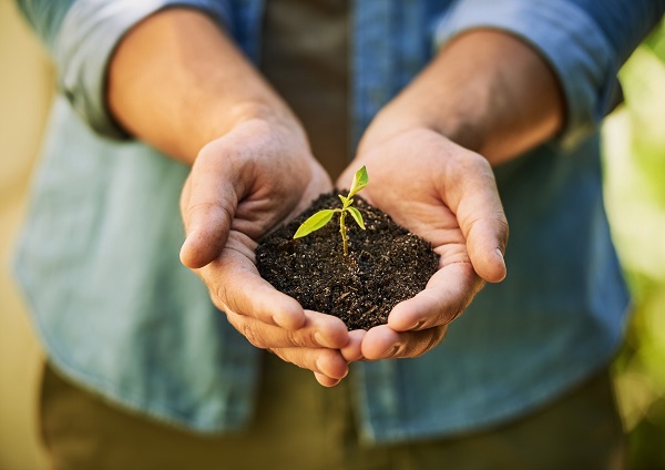 Zarte Pflanze als Symbol für die Umwelt in einer Hand