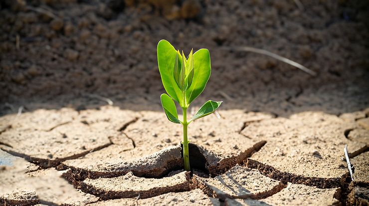 Keimling wächst aus trockener, rissiger Erde. Symbol für Anpassung an Klimafolgen.